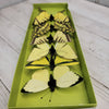 Butterfly- box of 6 butterflies - yellow - Greenery MarketWreath attachmentsMT24390 yellow