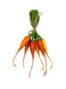 Carrots vegetables bundle - Greenery MarketWreath attachments63020rdywor
