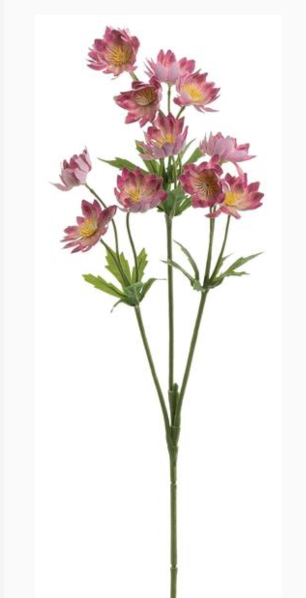 Cerise pink lewisia spray - Greenery Market5607-CERP