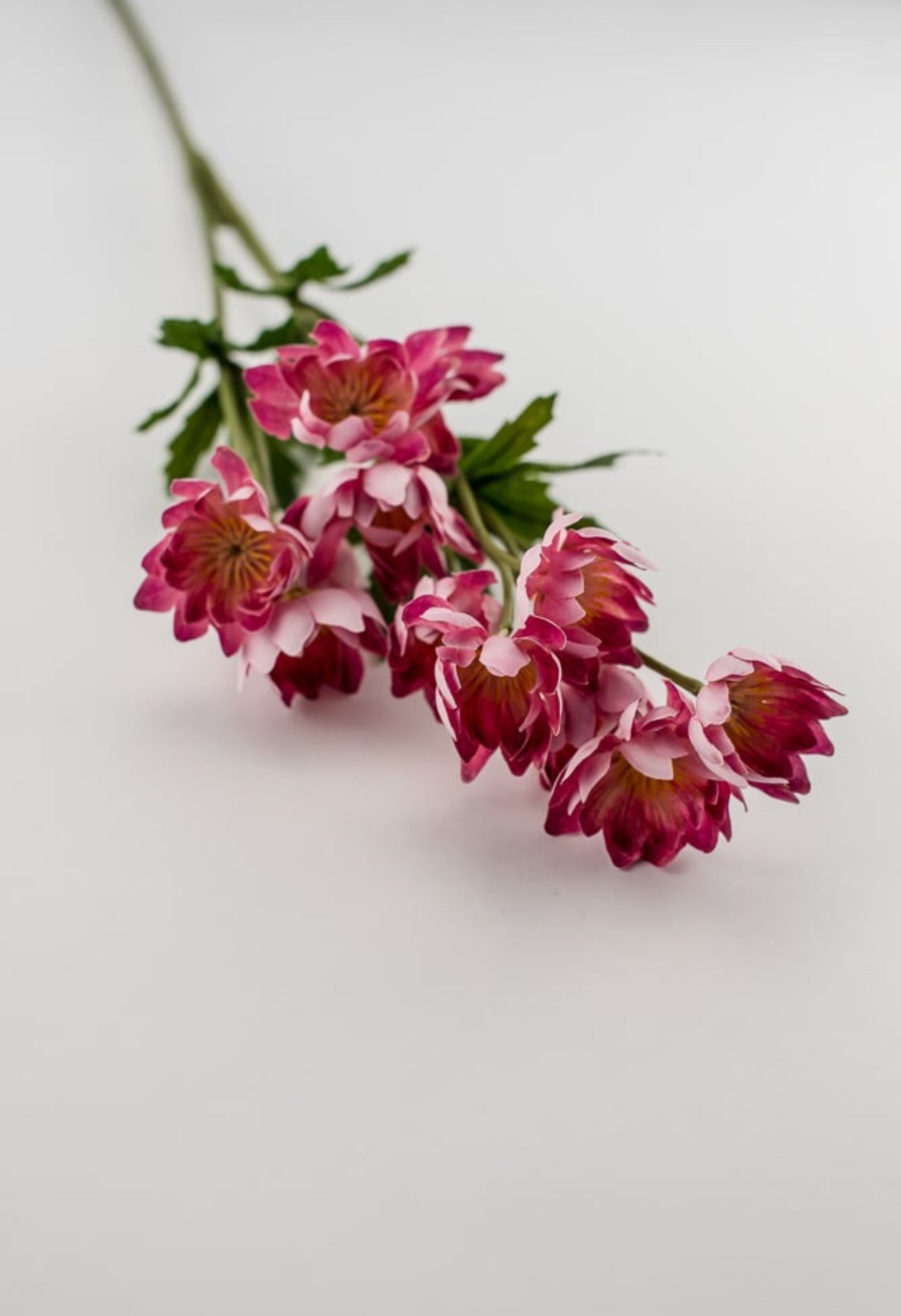 Cerise pink lewisia spray - Greenery Market5607-CERP