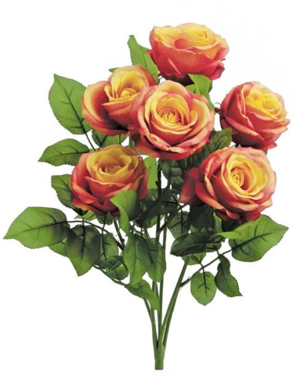 Corel Roses Coral Rose Bush