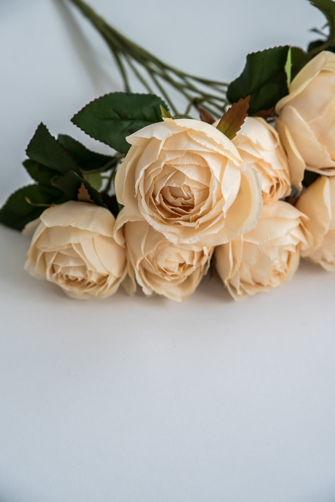 Cream cabbage rose bush - Greenery Market