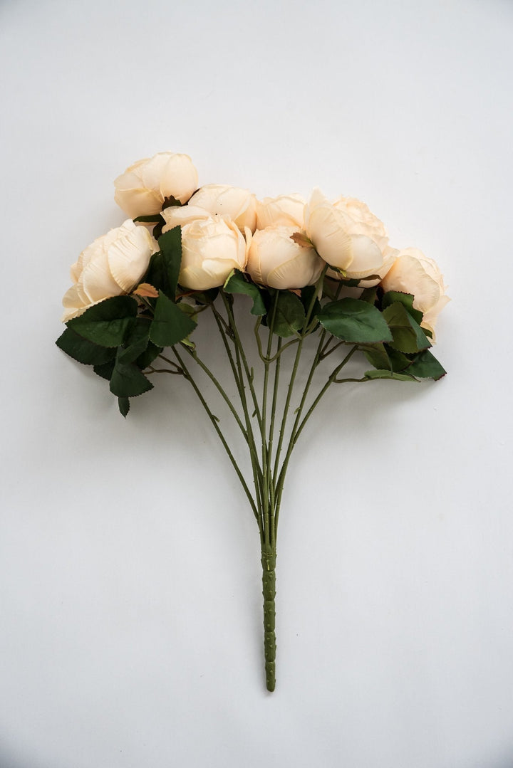 Cream cabbage rose bush - Greenery Market