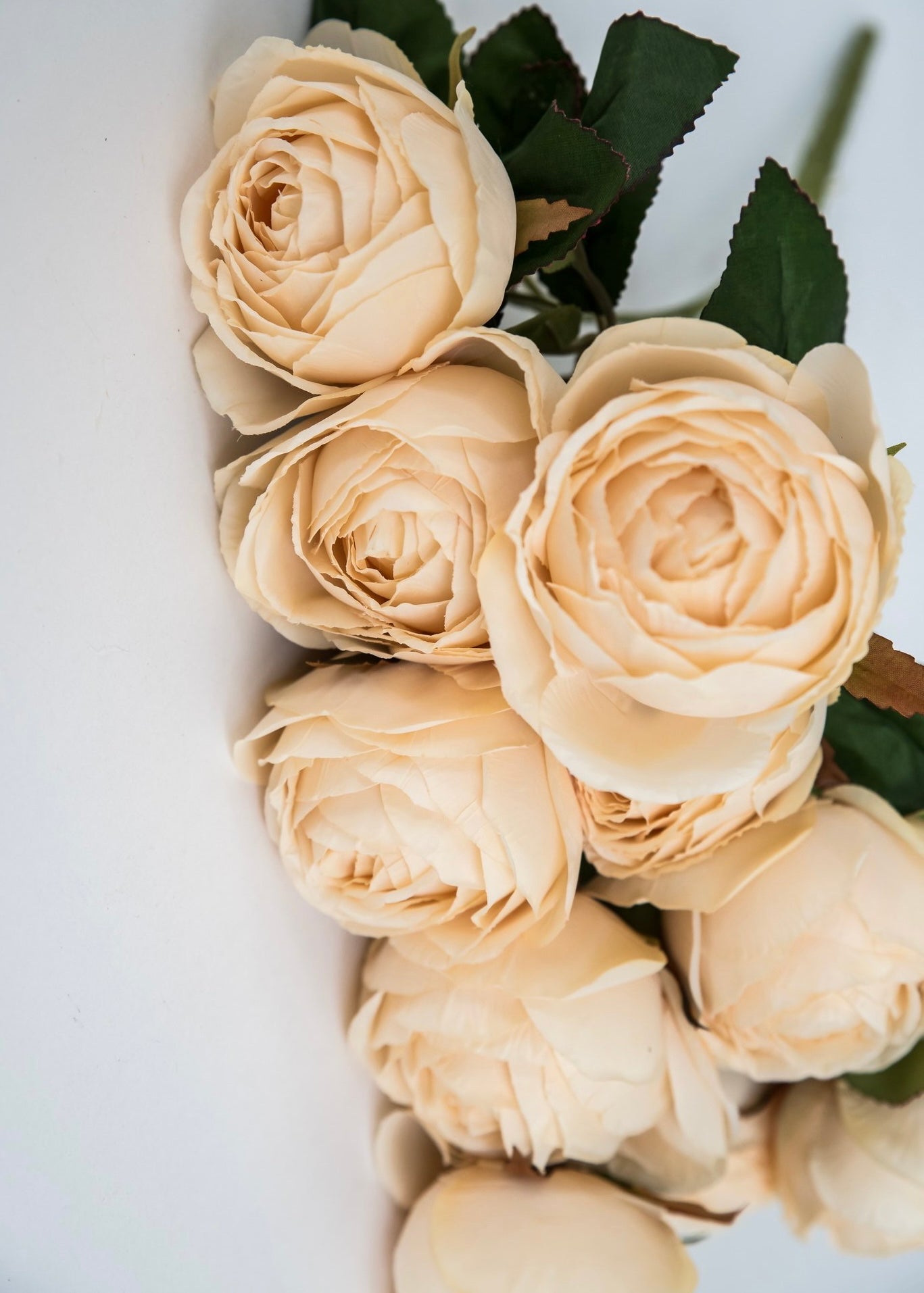 Cream cabbage rose bush - Greenery Market
