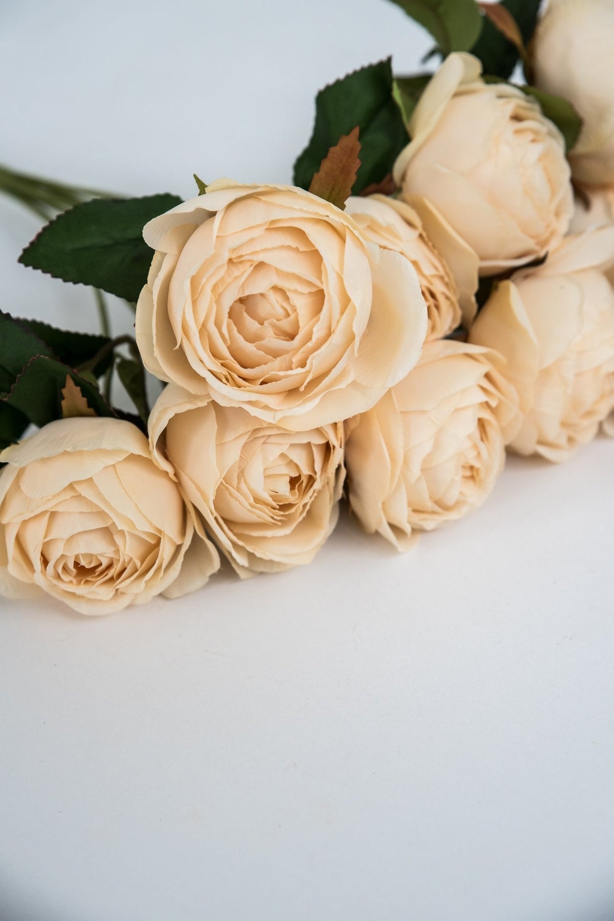 Cream cabbage rose bush - Greenery Market