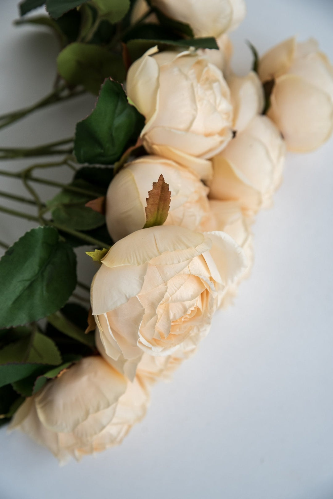 Cream cabbage rose bush - Greenery Market