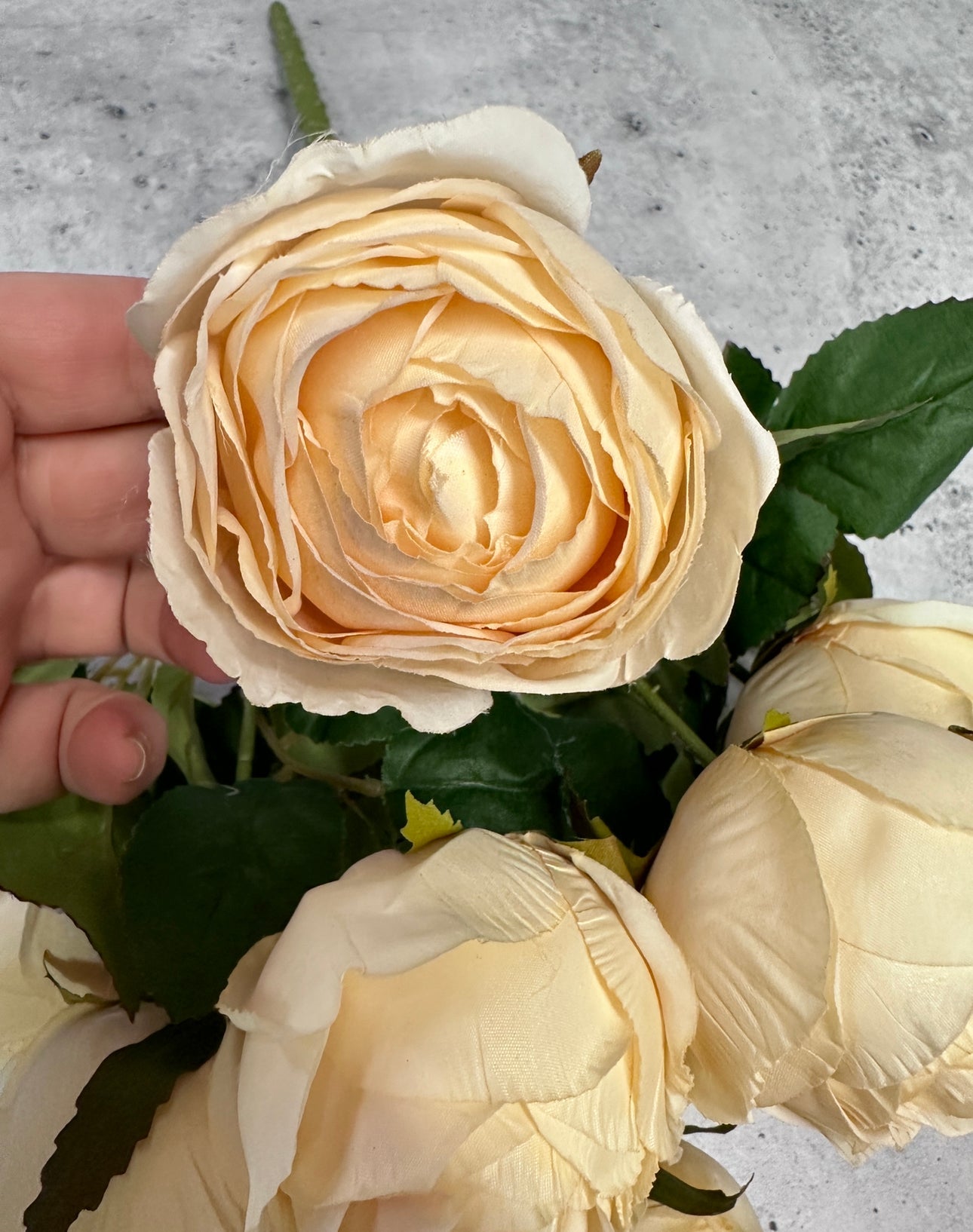 Cream cabbage rose bush - Greenery Market
