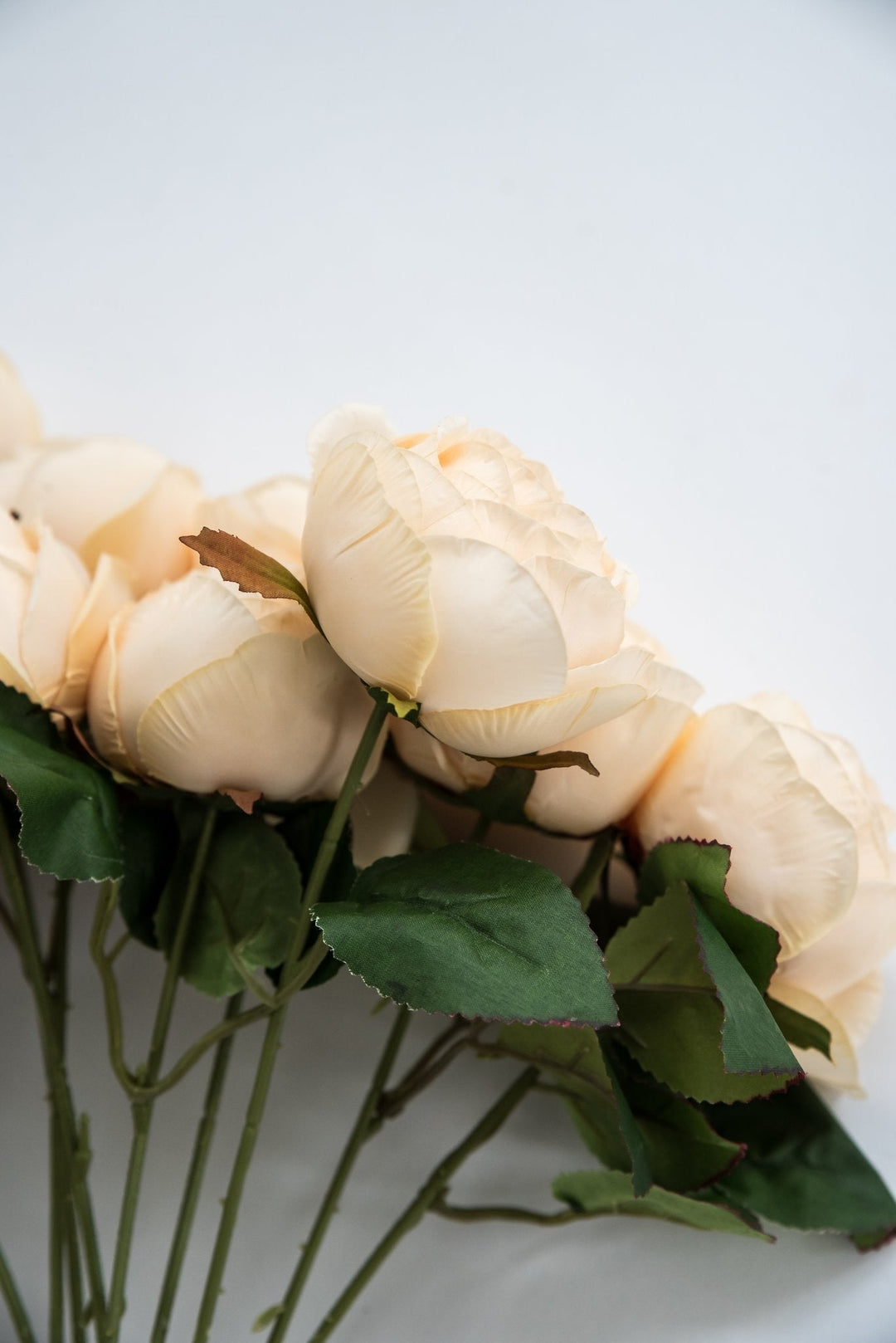 Cream cabbage rose bush - Greenery Market