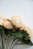 Cream cabbage rose bush - Greenery Market26905