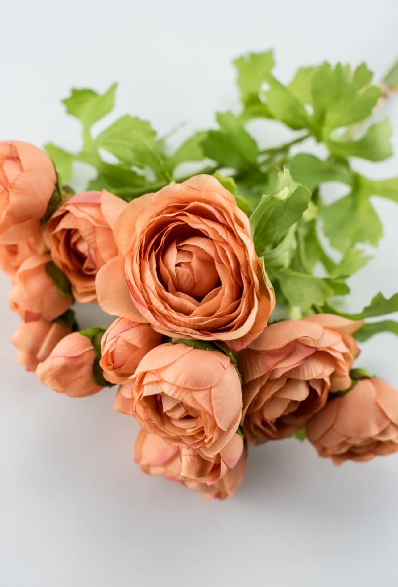 Peach Raunculus Creamy peach ranunculus bundle - Greenery Market