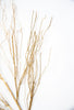 Curly twig spray - gold - Greenery MarketSeasonal & Holiday Decorations2831121gd