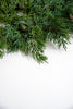 Cypress spray - Greenery Marketgreenery27385