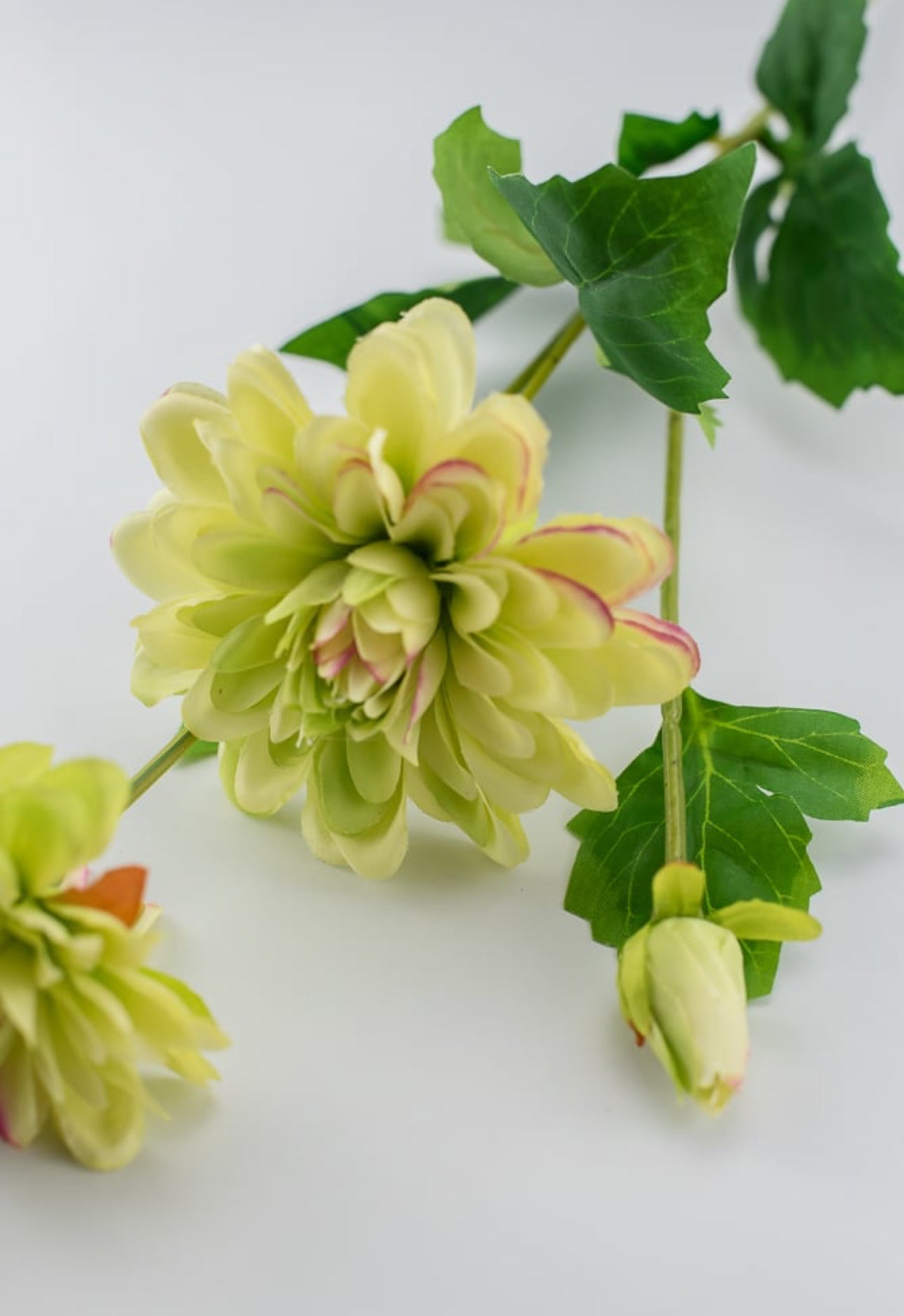 dahlia green and pink - Greenery Market6188-G