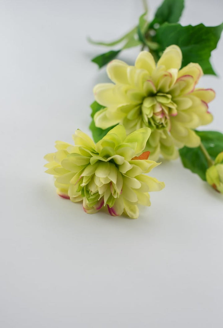 dahlia green and pink - Greenery Market6188-G