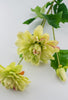 dahlia green and pink - Greenery Market6188-G
