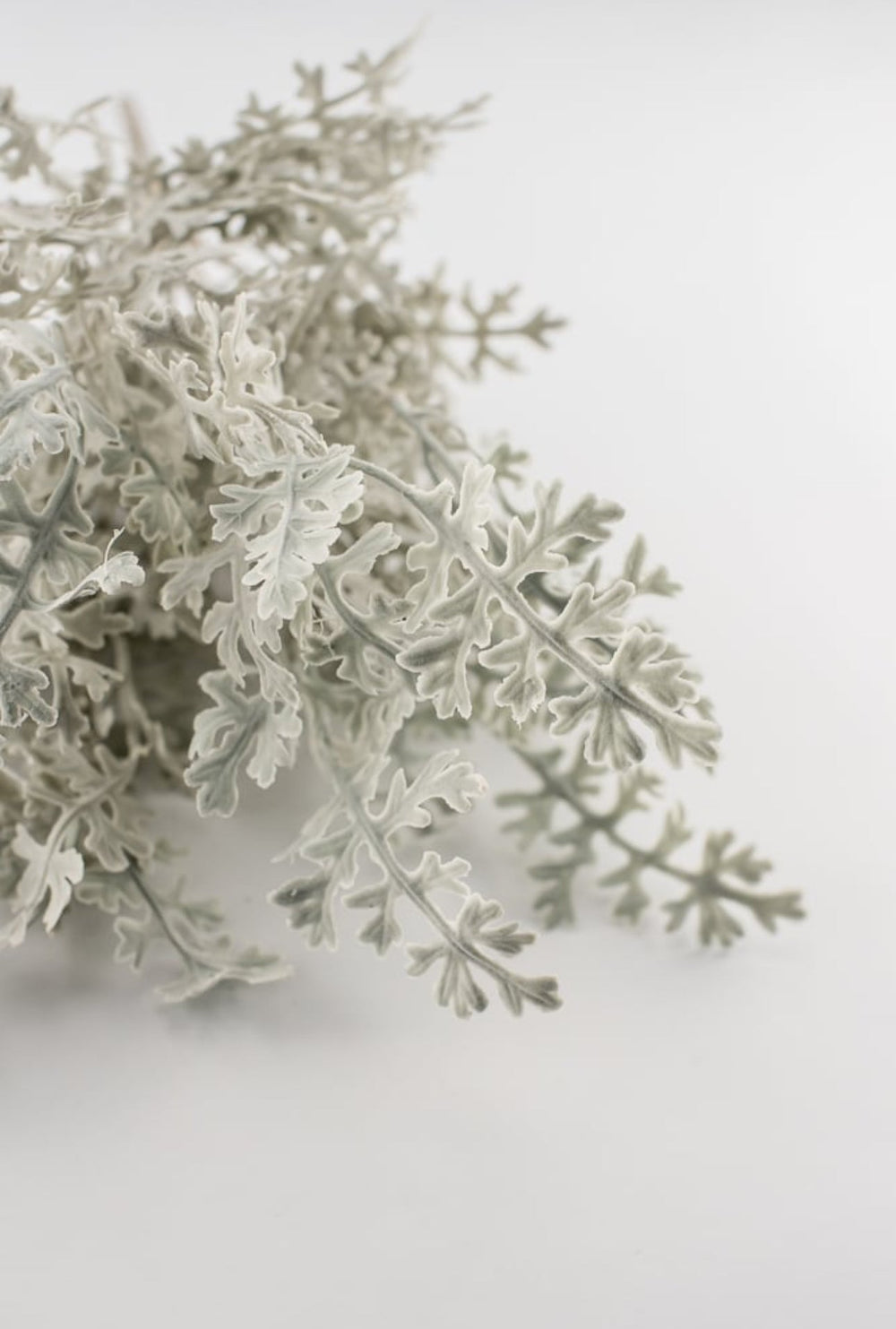 Dusty miller bush green - Greenery Marketgreenery2320094FG