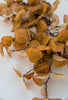 Eucalyptus bundle golden orange - Greenery MarketArtificial Flora26362