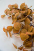 Eucalyptus bundle golden orange - Greenery MarketArtificial FloraBULKBUY x 6 26362