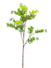 Eucalyptus with purple seeds spray - Greenery Market2310435GP