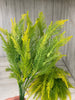 Feather fern, yellow tipped greenery bush x 2 bushes - Greenery Marketspring summer greenery43203