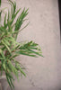 Feather leaf eucalyptus spray - Greenery Market2310210SG