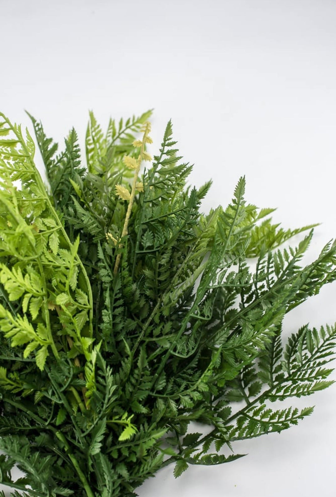 Fern Bush, large greenery bush - Greenery Marketspring summer greenery25771