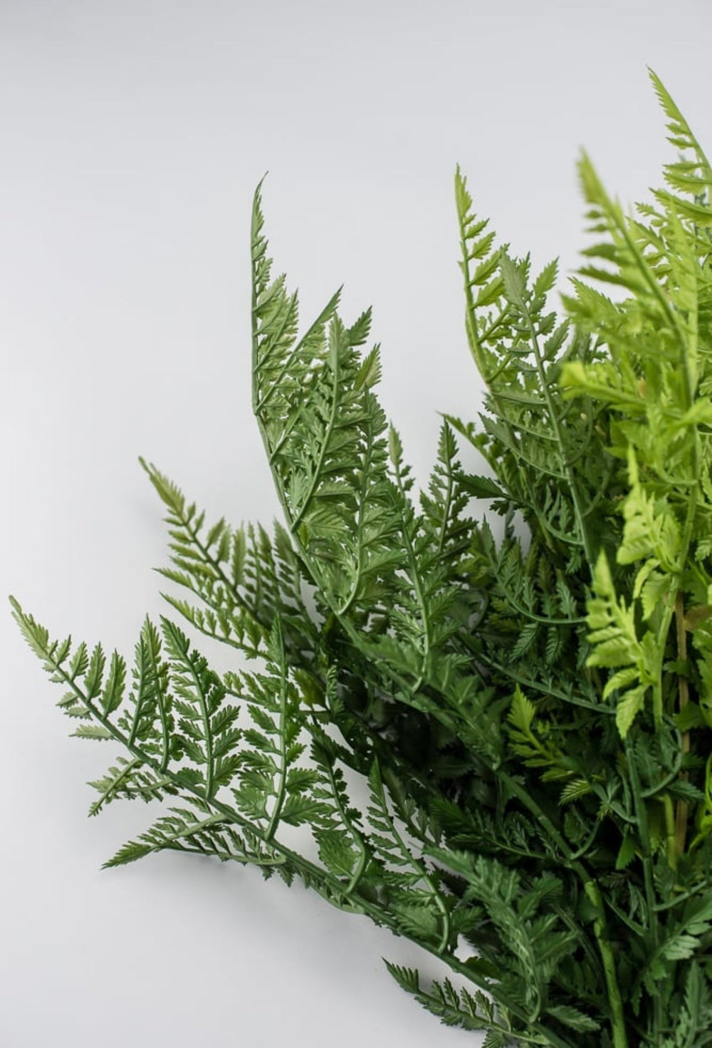 Fern Bush, large greenery bush - Greenery Marketspring summer greenery25771