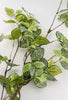 Fittonia leaf greenery spray - Greenery MarketFL6415-GC