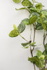 Fittonia leaf greenery spray - Greenery MarketFL6415-GC