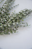 Frosted mini leaves boxwood bush - Greenery Marketgreenery84960GNWT