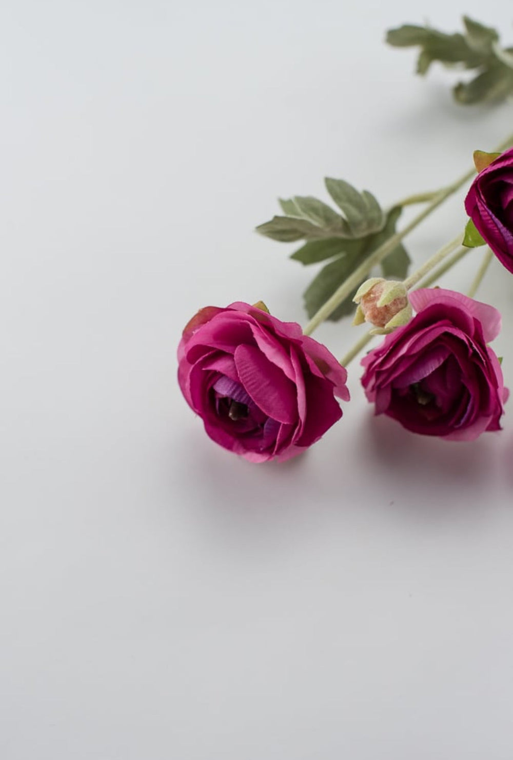 Fuchsia ranunculus spray - Greenery Market84072-FU