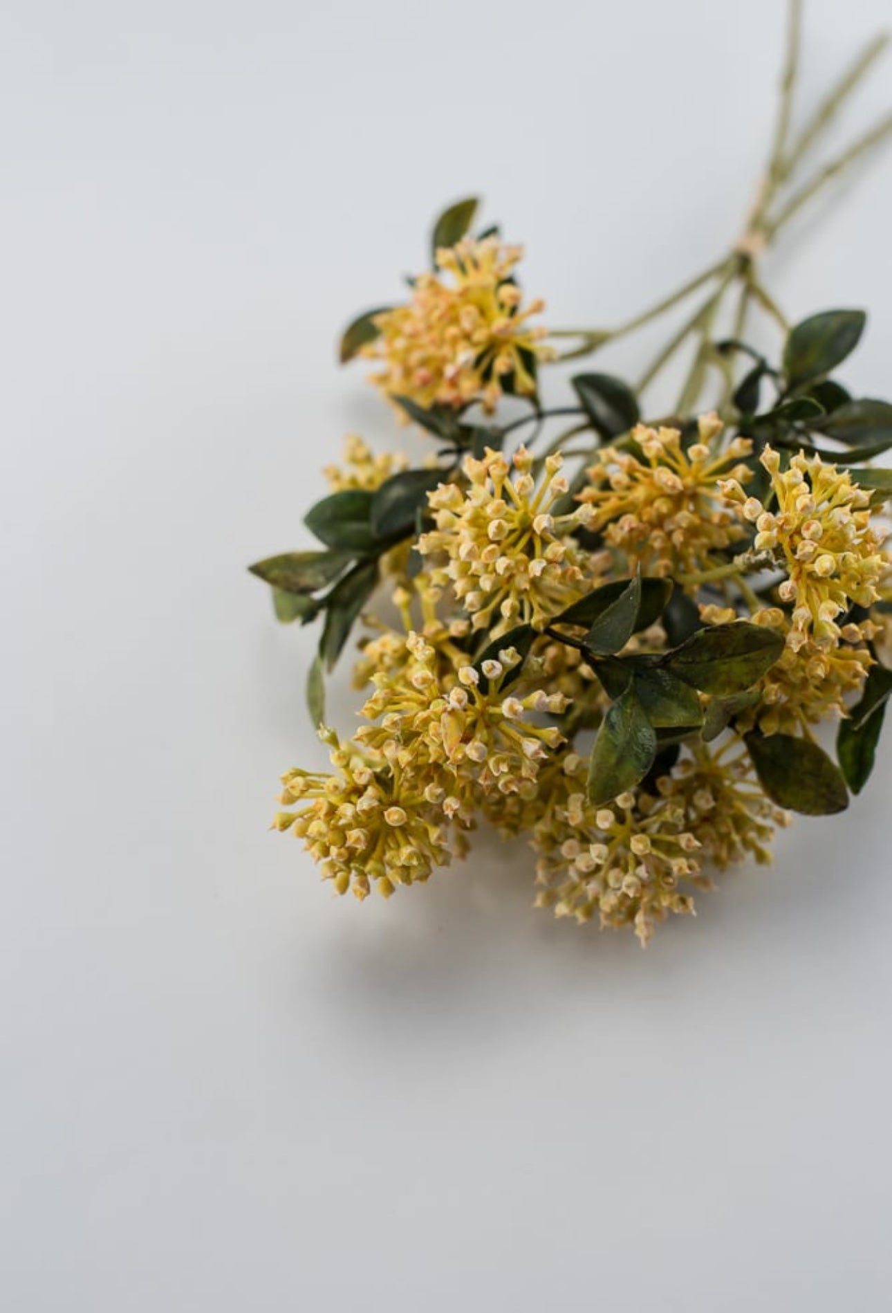 Golden yellow cluster berry bush - Greenery Market26690