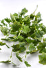 Green Artificial Ivy bush - Greenery MarketArtificial Flora64082-GN