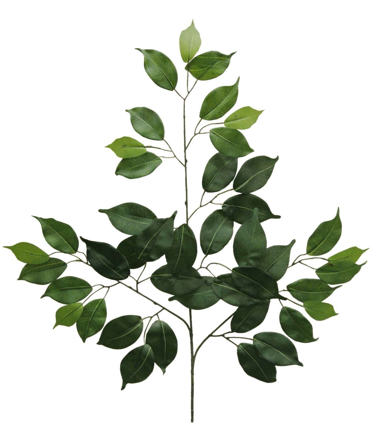 Green two toned green Ficus spray - 1 dozen - Greenery Market57000-GN