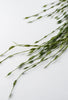 Hanging grasses bush, Greenery - Greenery Marketspring summer greenery26005