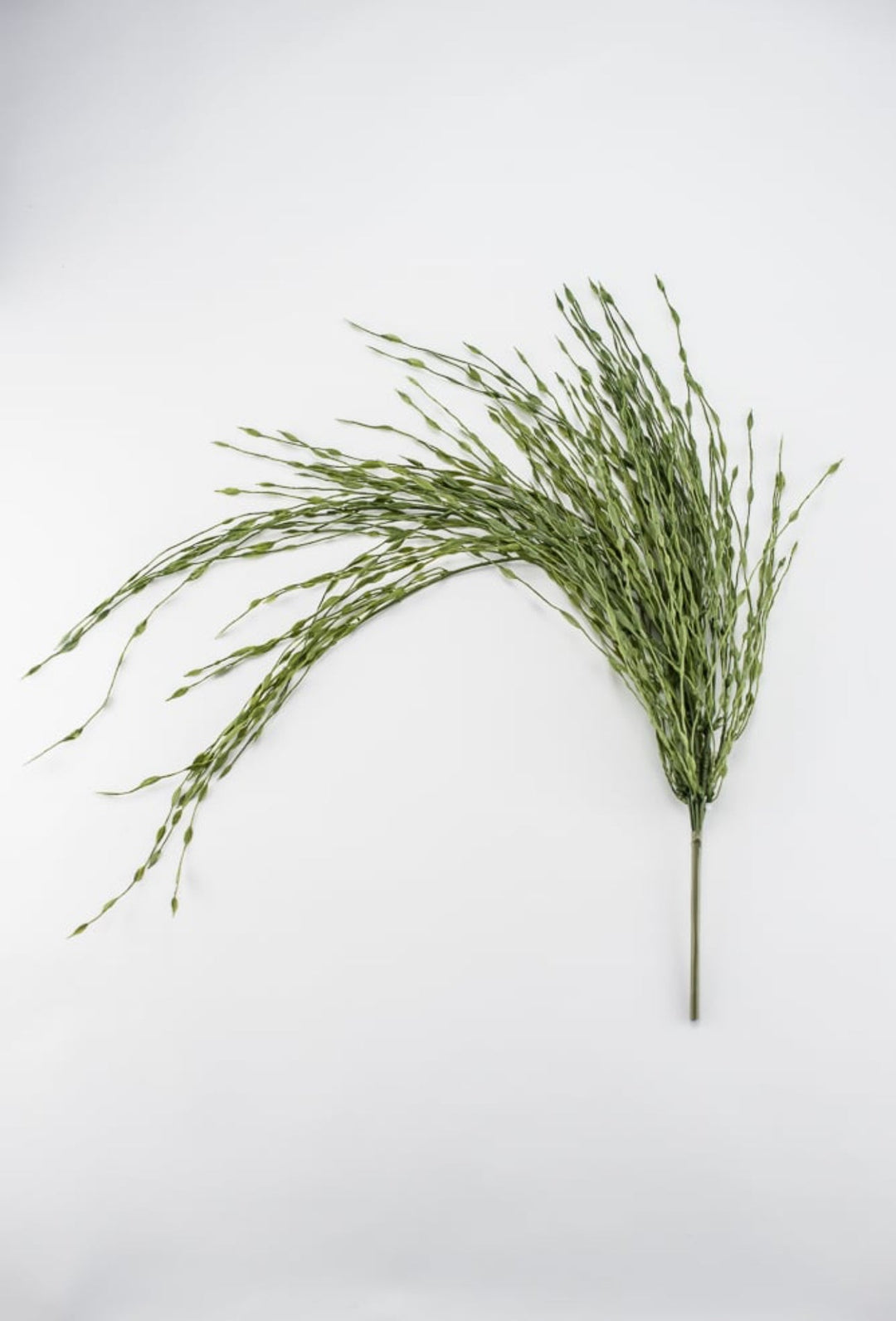 grass hanging plants Hanging grasses bush, Greenery