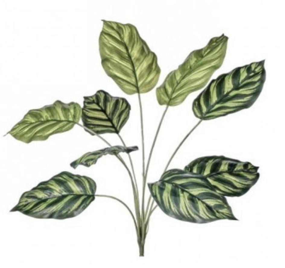 Hosta UV treated maranta bush - Greenery Market greenery