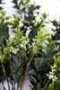 Leaf and seeds bush - off white - Greenery MarketFl5965-cg
