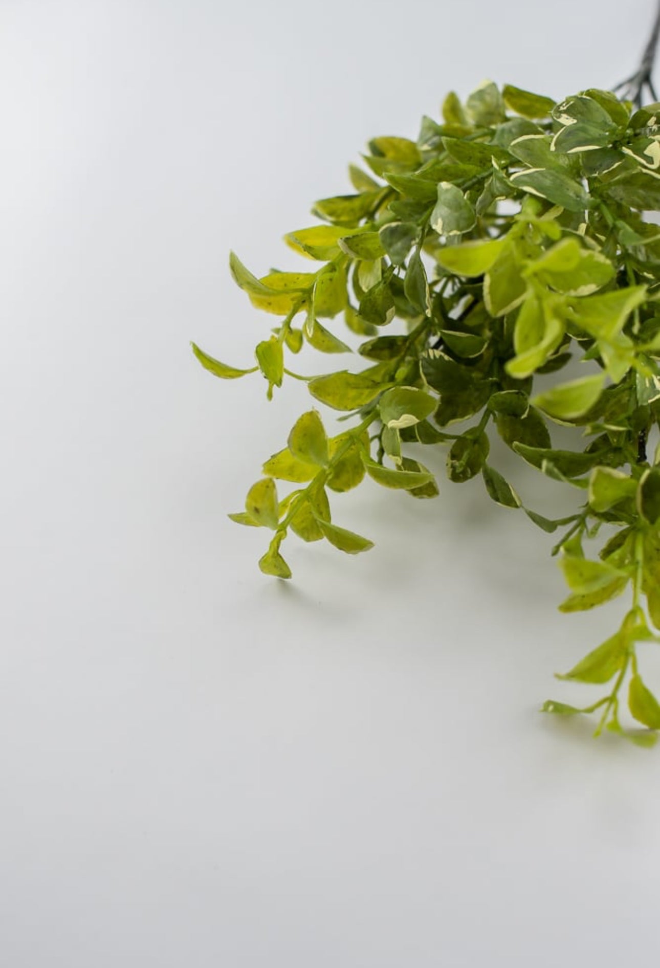 Leaf bush green cream edge - myrtle - Greenery Marketgreenery2320123GY