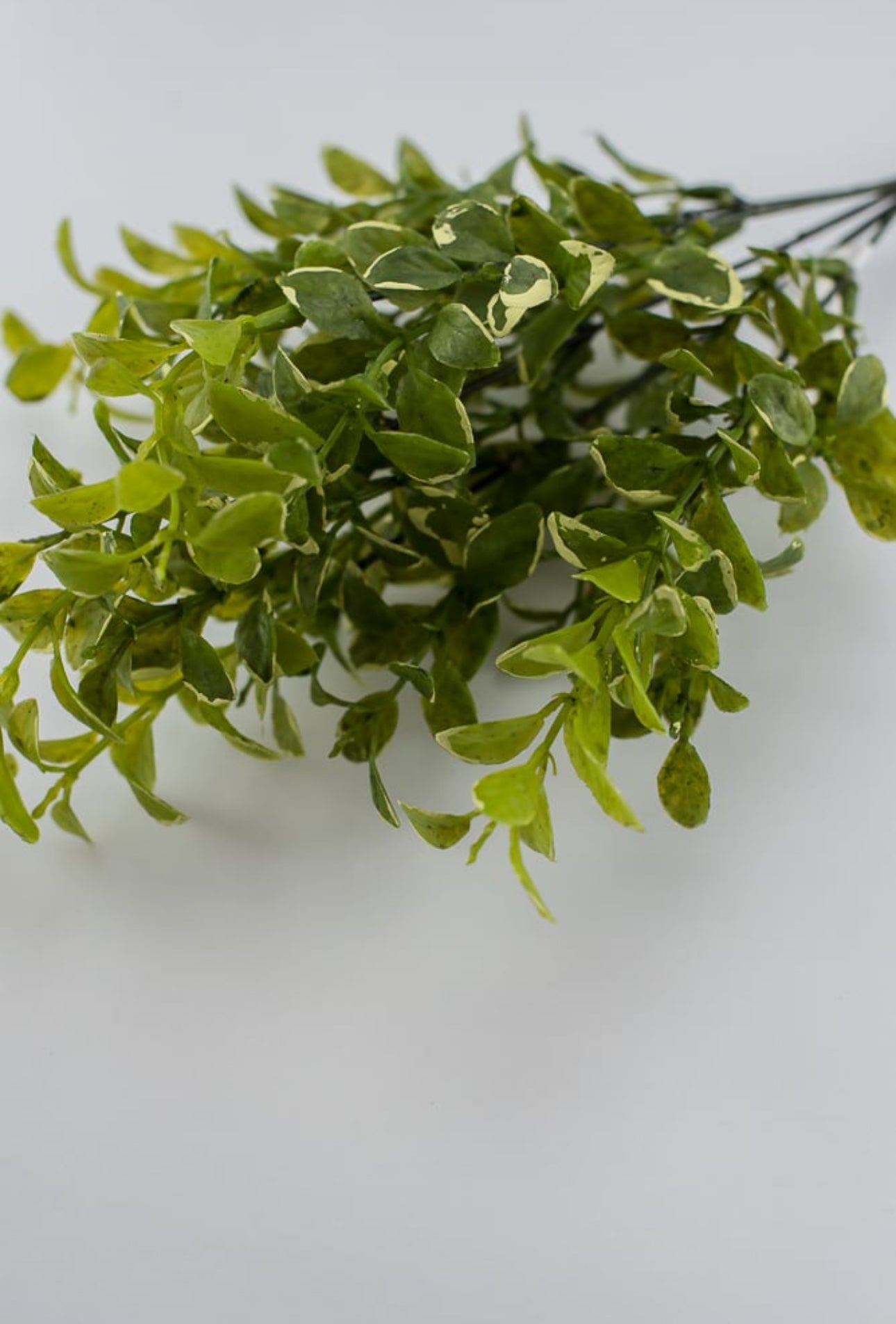 Leaf bush green cream edge - myrtle - Greenery Marketgreenery2320123GY