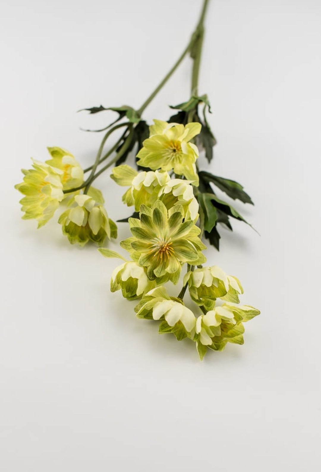 Lime green lewisia spray - Greenery Market5607-G