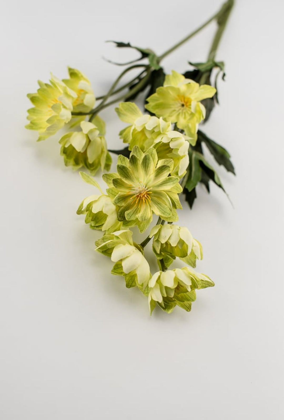 Lime green lewisia spray - Greenery Market5607-G