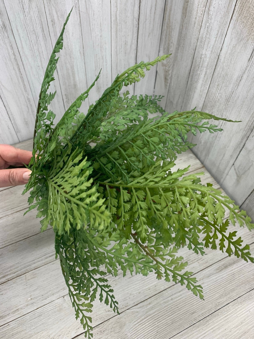 Maidenhair fern, greenery - Greenery Marketspring summer greenery25774