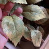 Metallic- leaf spray - green and gold - Greenery MarketgreeneryXG760-ggo