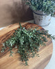 Mini Boxwood deep green greenery bush - Greenery Marketgreenery13414GN