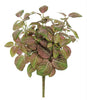 Mini fittonia bush - Greenery MarketFl5957 rg