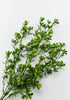 mini flowering greenery bush - Greenery Market84063