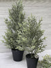 Mini potted Christmas tree - with ice 16” - Greenery Market Home decor