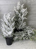 Mini potted Christmas tree - with snow 16” - Greenery Market Home decor