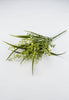 Mixed mini boxwood and grass bush - Greenery MarketArtificial Flora25784